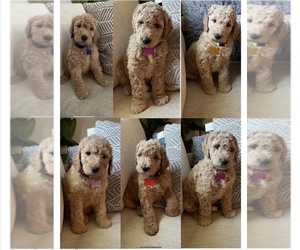 Golden Retriever-Goldendoodle Mix Puppy for sale in LOUISVILLE, KY, USA