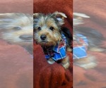 Small #22 Yorkshire Terrier