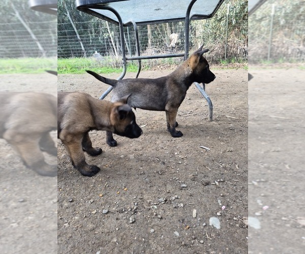 Medium Photo #3 Belgian Malinois Puppy For Sale in DIXON, CA, USA