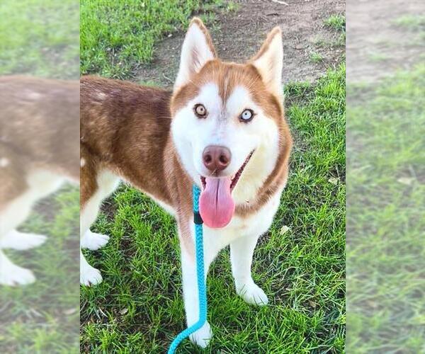 Medium Photo #1 Siberian Husky Puppy For Sale in Sacramento, CA, USA