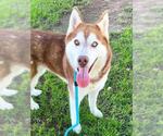 Small Siberian Husky