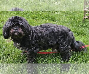 Shih-Poo Dogs for adoption in Clarkston, MI, USA