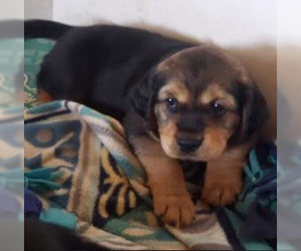 Medium Photo #6 Cocker Spaniel-Unknown Mix Puppy For Sale in Cranston, RI, USA