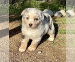 Puppy Charity  Australian Shepherd