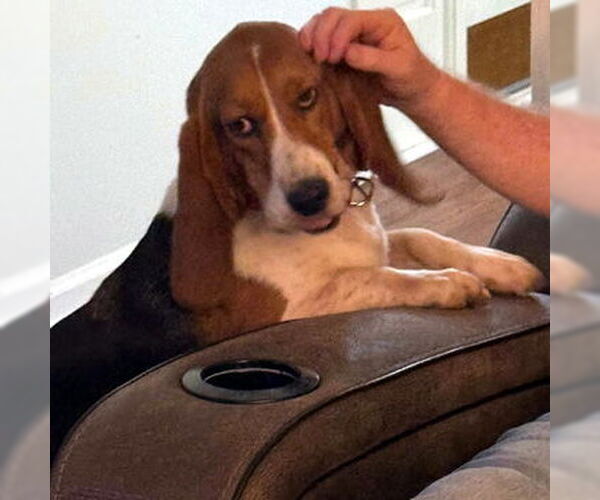Medium Photo #2 Basset Hound Puppy For Sale in Deepwater, NJ, USA