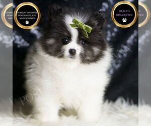 Pomeranian Puppy for sale in WARSAW, IN, USA