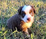 Image preview for Ad Listing. Nickname: Cinnamon