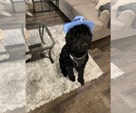 Small Photo #1 Schnoodle (Standard) Puppy For Sale in AUSTIN, TX, USA