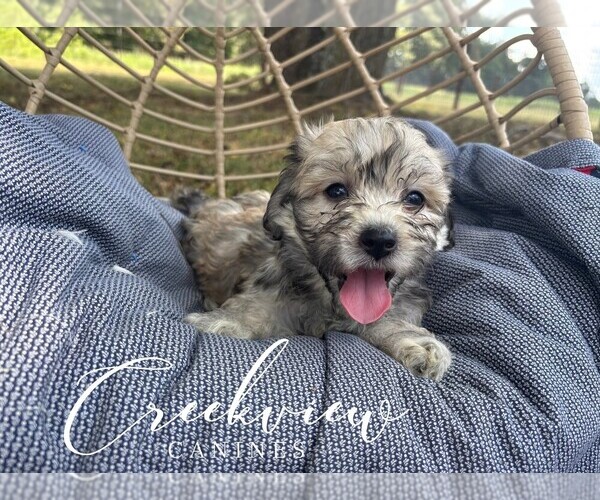 Medium Photo #1 Havachon Puppy For Sale in NIANGUA, MO, USA