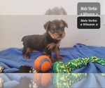 Small #1 Yorkshire Terrier