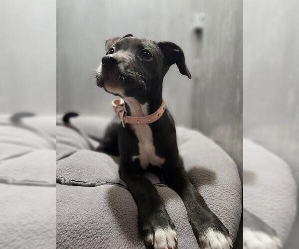 Medium Photo #1 Labrador Retriever-Unknown Mix Puppy For Sale in San Antonio, TX, USA