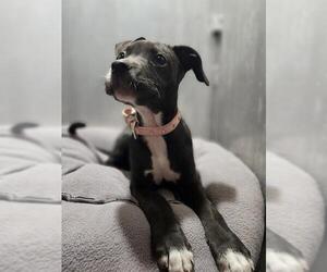 Labrador Retriever-Unknown Mix Dogs for adoption in San Antonio, TX, USA