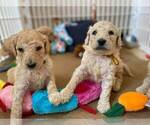 Small Photo #7 Goldendoodle Puppy For Sale in ZEBULON, NC, USA