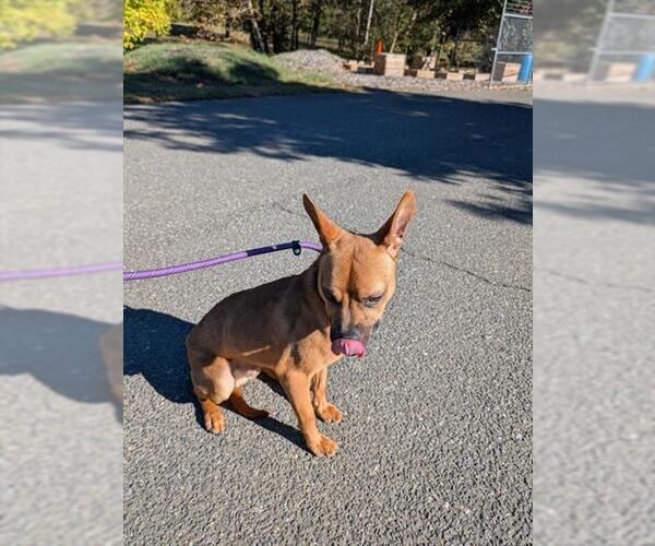 Medium Photo #1 Basenji-Unknown Mix Puppy For Sale in Forestville, MD, USA