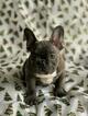 Small Photo #5 French Bulldog Puppy For Sale in FLUSHING, NY, USA