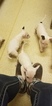 Small Photo #77 Bull Terrier Puppy For Sale in JACKSON, MI, USA