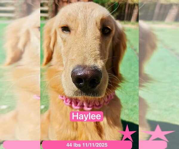 Medium Photo #4 Golden Retriever Puppy For Sale in West Hollywood, CA, USA