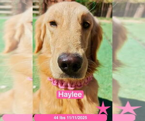 Haylee - Female Golden Retriever Dog for Adoption - Photo #4