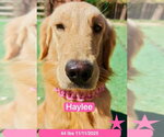 Small Photo #4 Golden Retriever Puppy For Sale in West Hollywood, CA, USA