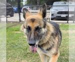 Small #1 German Shepherd Dog Mix