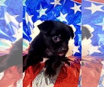 Small #3 Yorkshire Terrier