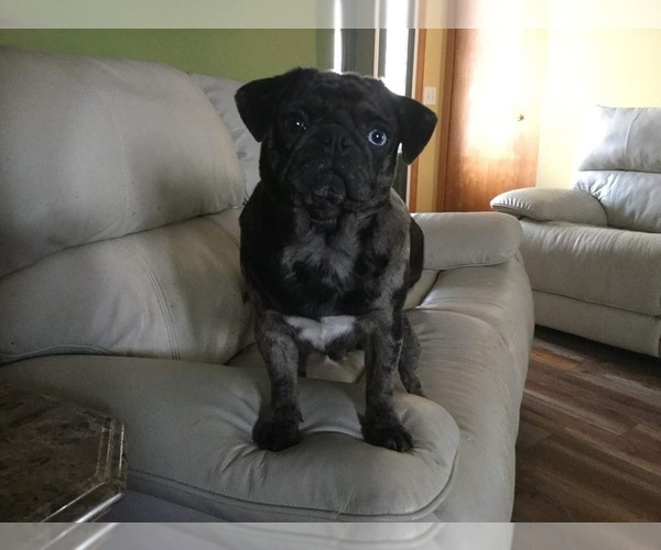Medium Photo #1 Pug Puppy For Sale in DEARBORN HEIGHTS, MI, USA