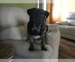 Small Photo #1 Pug Puppy For Sale in DEARBORN HEIGHTS, MI, USA