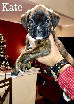 Medium Photo #1 Boxer Puppy For Sale in ABERDEEN, NJ, USA