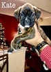Small Photo #1 Boxer Puppy For Sale in ABERDEEN, NJ, USA