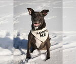 Small #28 American Pit Bull Terrier-Labrador Retriever Mix