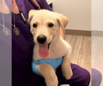 Small Labrador Retriever Mix