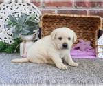 Small #2 Labrador Retriever