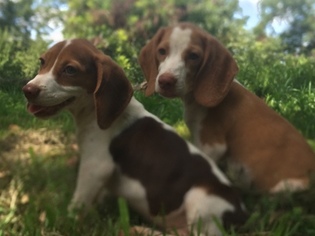 Beagle Puppy for sale in KATY, TX, USA