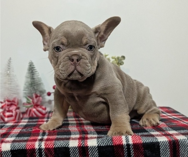 Medium Photo #3 French Bulldog Puppy For Sale in GOSHEN, IN, USA