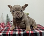 Small #1 French Bulldog