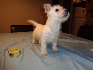 West Highland White Terrier Puppy for sale in TEMPLE, TX, USA