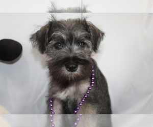 Schnauzer (Miniature) Puppy for sale in BROOKSVILLE, FL, USA