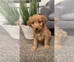Puppy 3 Aussiedoodle Miniature -Poodle (Miniature) Mix