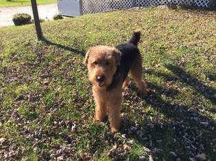 Father of the Airedale Terrier puppies born on 09/24/2016