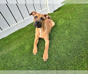 American Pit Bull Terrier Dogs for adoption in Newfield, NJ, USA