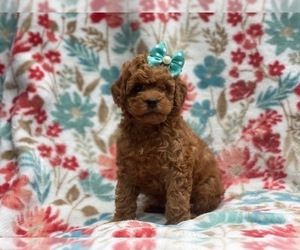 Cockapoo Puppy for sale in LAKELAND, FL, USA