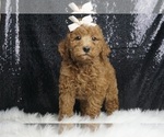 Puppy Pickup Multigen Goldendoodle (Miniature)