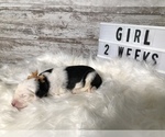 Small Photo #15 Sheepadoodle Puppy For Sale in NIXA, MO, USA