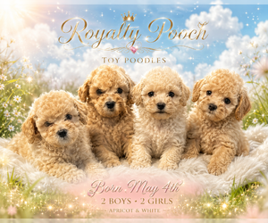 Poodle (Toy) Litter for sale in FORESTVILLE, MD, USA