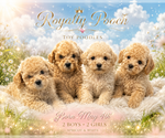 Image preview for Ad Listing. Nickname: Litter of 4