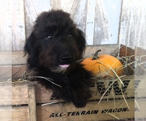 Pomeranian-Poodle (Toy) Mix Puppy for sale in CADIZ, KY, USA