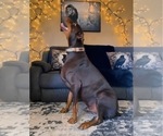 Small Photo #30 Doberman Pinscher Puppy For Sale in YUCCA VALLEY, CA, USA