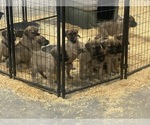 Small Photo #1 Mastiff Puppy For Sale in BAINBRIDGE, IN, USA