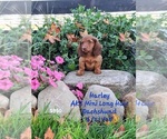 Puppy Harley Dachshund