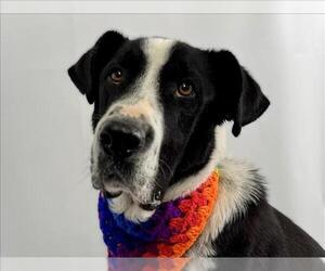 Borador Dogs for adoption in Fort Collins, CO, USA